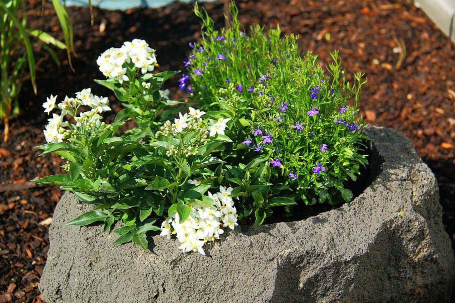 flowers, basalt, bucket, flowering plant, beauty in nature HD wallpaper