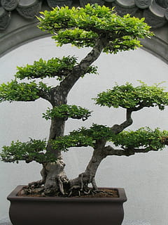 green bonsai plant, bonsai tree, small, leaves, potted plant HD wallpaper