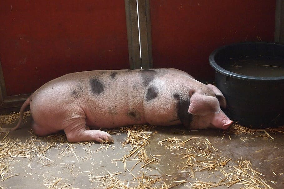 pig, stable, farm, animal, mammal, sleeping, animal themes HD wallpaper