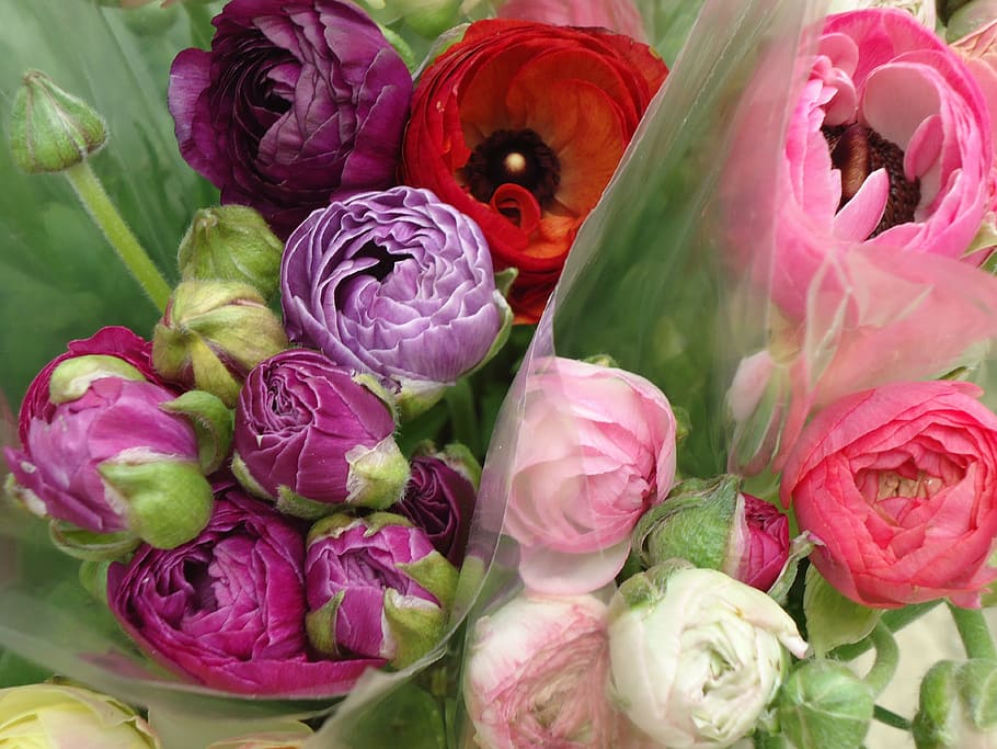 flowers, market, spring, gift, flowering plant, freshness, beauty in nature HD wallpaper