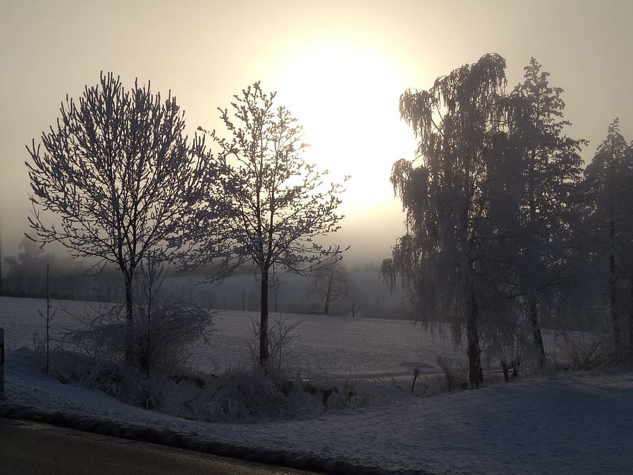 winter, wintry, snow, tree, plant, animal themes, mammal, sky HD wallpaper