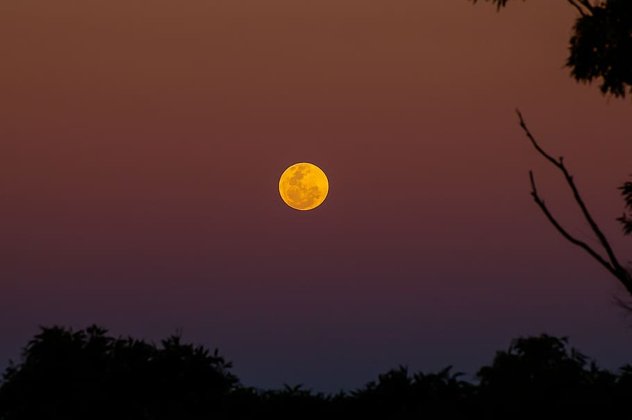moon, sunset, red, sky, tree, beauty in nature, plant, space HD wallpaper