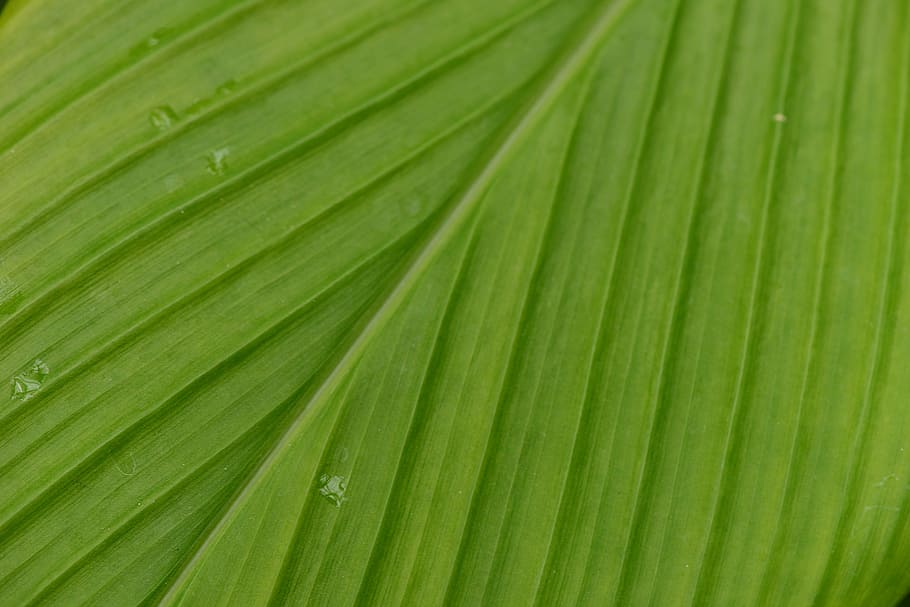 leaf, zoom, leaf veins, plants, green color, palm leaf, plant part HD wallpaper