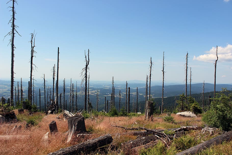 landscape, trees, nature, summer, heaven, stump, plant, sky HD wallpaper