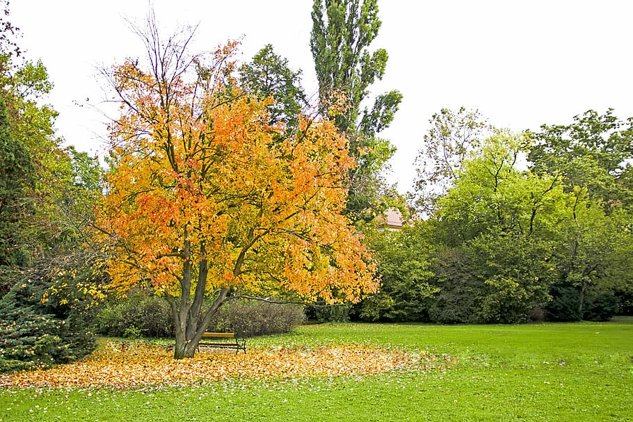 autumn, color, yellow, tree, leaves, golden autumn, fall foliage HD wallpaper
