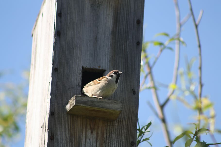 spring, nature, birdhouse, sparrow, against sky, animal themes HD wallpaper