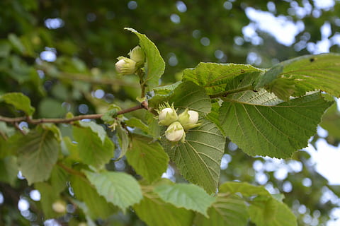 Hazelnuts, Leaves, Dried Fruit, nature, garden, leaf, green color HD wallpaper