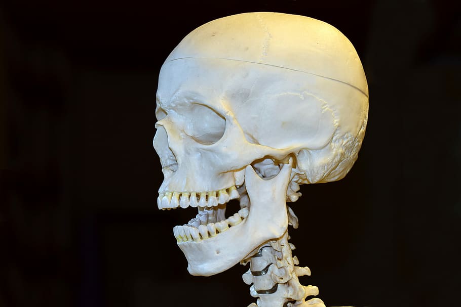 skeleton figure, death, skull, bone, horror, anatomy, skull bone HD wallpaper