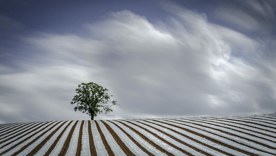 photo of green leafed tree, green leafed tree in middle of plain during daytime HD wallpaper