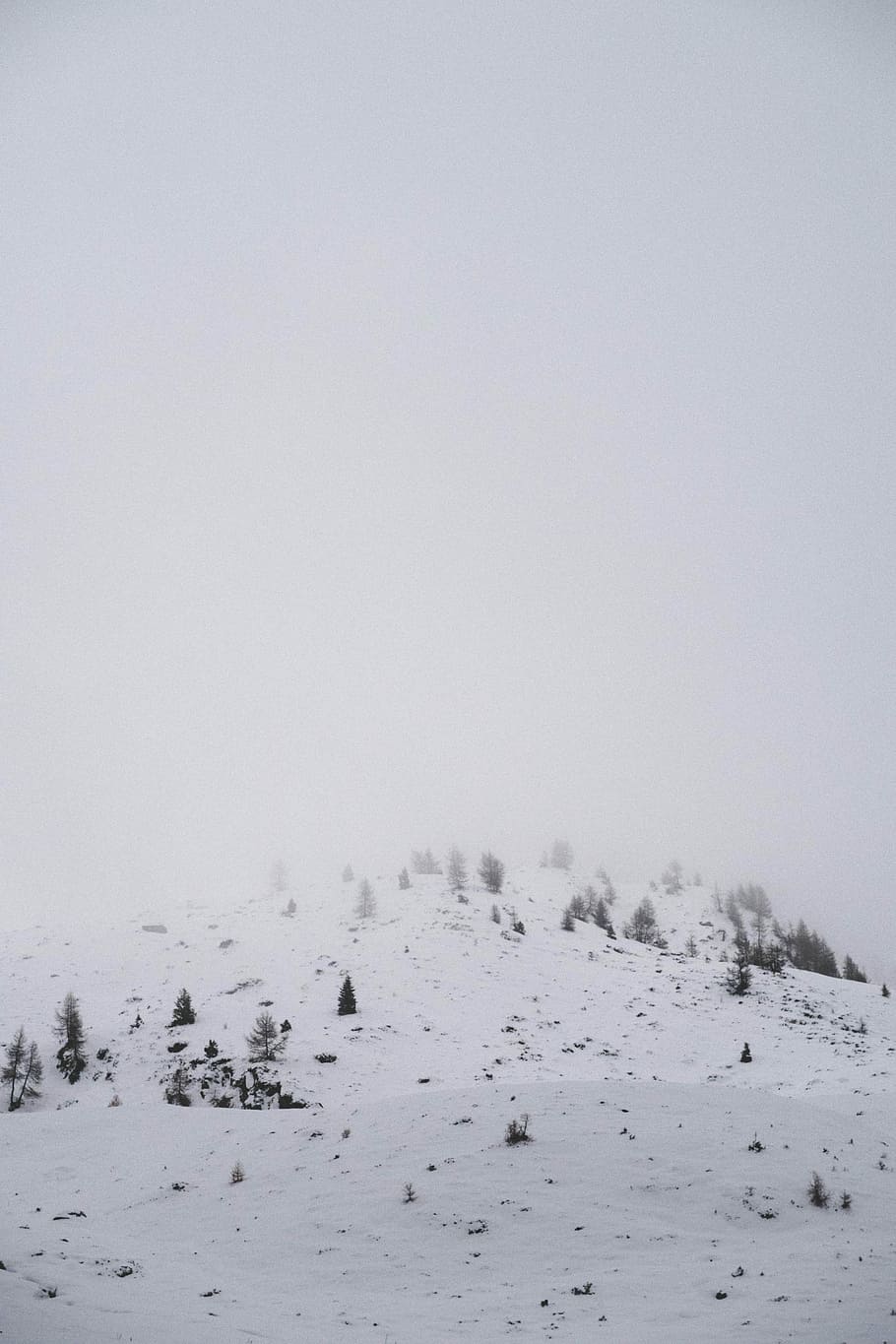 tall trees covered with snow under white sky, mountain covered with snow and trees HD wallpaper