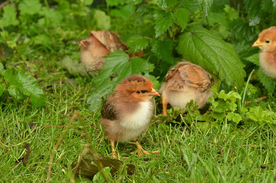 bird, chicken, poultry, young, small, grass, animal themes HD wallpaper