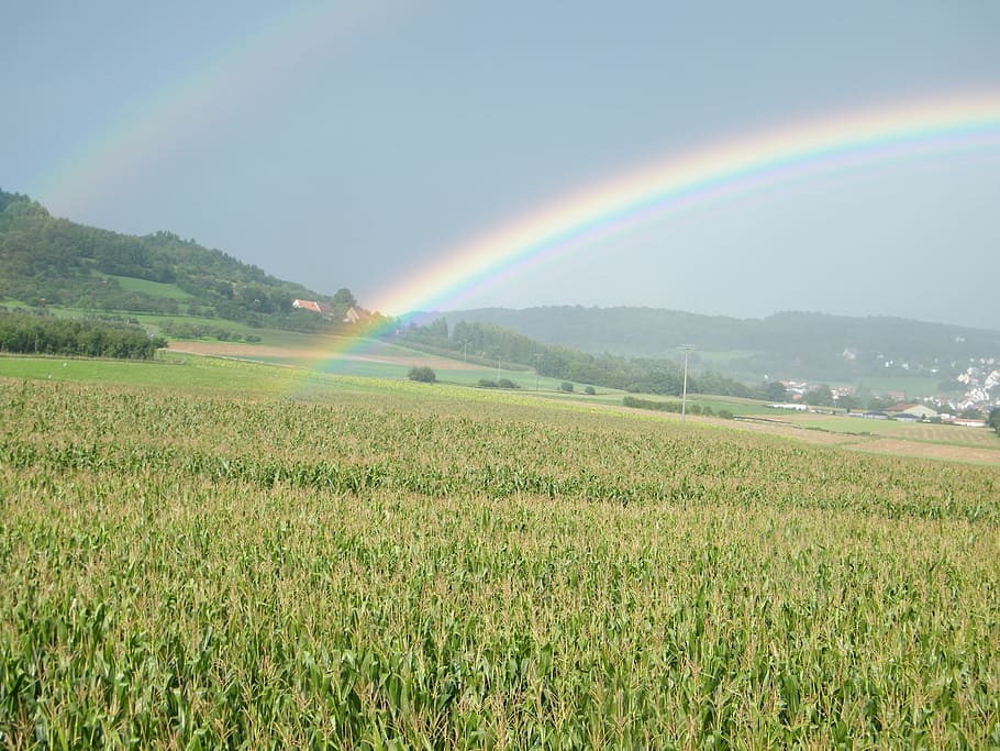 Rainbow, Cornfield, Hill, landscape, rural scene, nature, scenics HD wallpaper
