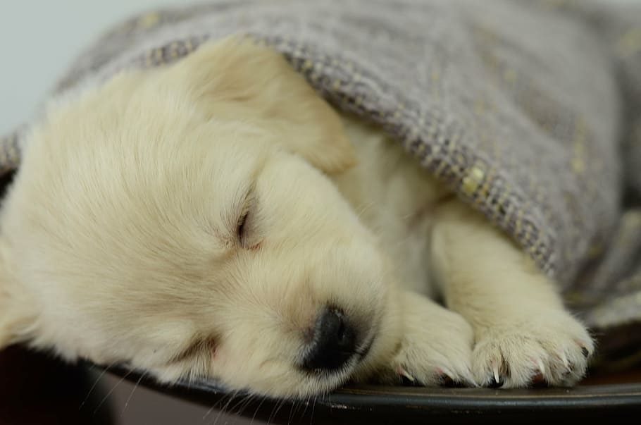 pet, animal, dog, domestic, one animal, mammal, pets, animal themes HD wallpaper