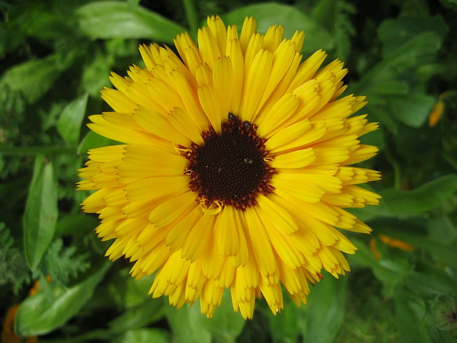 yellow, flower, summer, beautiful, nature, garden, bright, bloom HD wallpaper