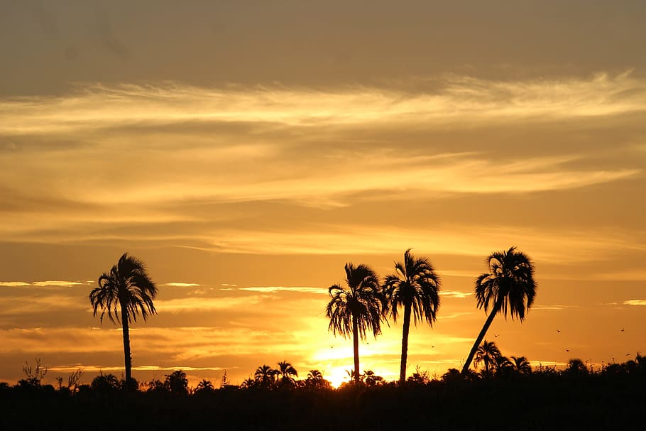 Sunset, Palmar, Rivers, Palms, between rivers, nature, palm Tree HD wallpaper