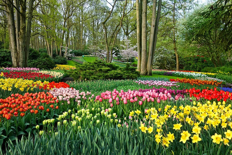 garden and forest painting, flower garden, flower bed, tulip, HD wallpaper