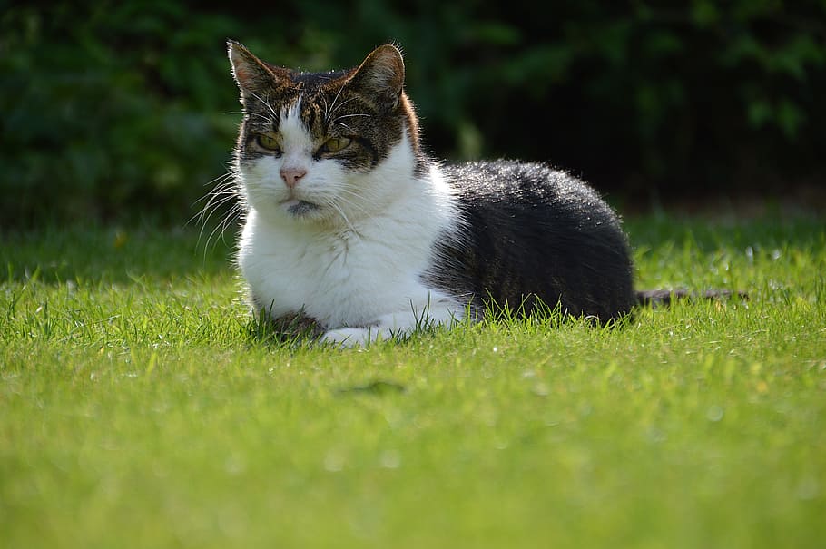 Cat, Grass, Pet, Black, White, Tabby, domestic, cute, animal HD wallpaper