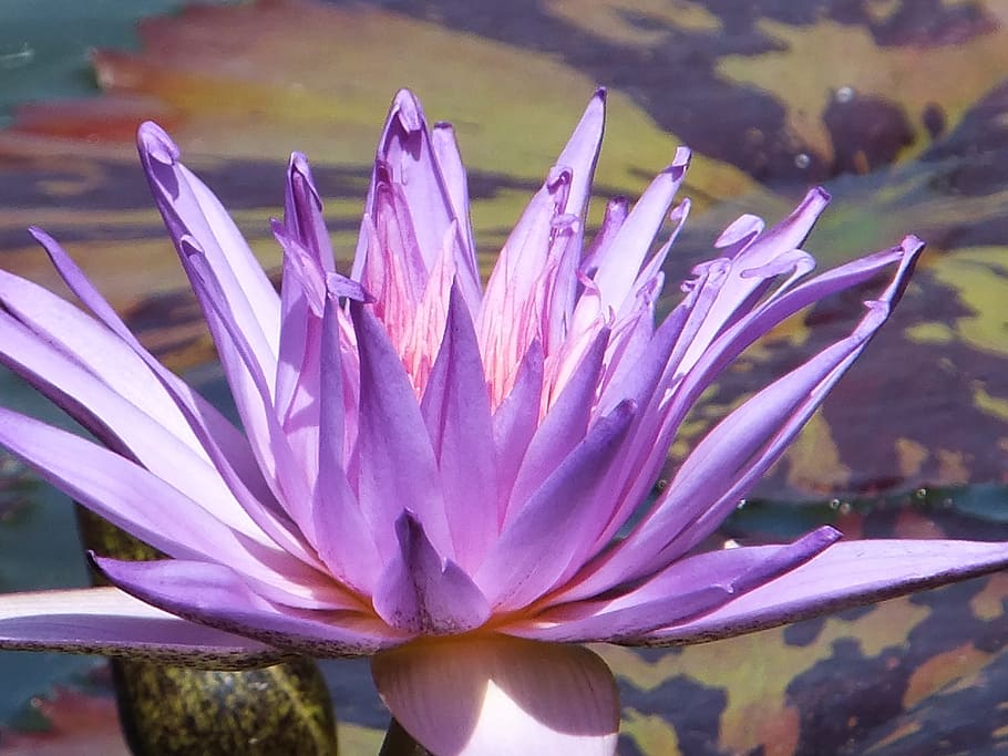 purple, flower, blooming, flowering plant, vulnerability, close-up HD wallpaper