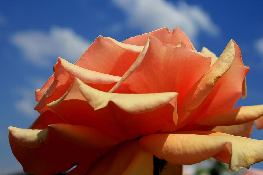Bloom, Flower, Open, Orange, rose, subdued hue, serene, petals HD wallpaper