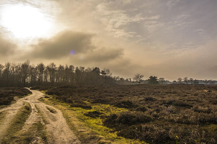 background, forest, landscape, air, clouds, sun, nature, netherlands HD wallpaper