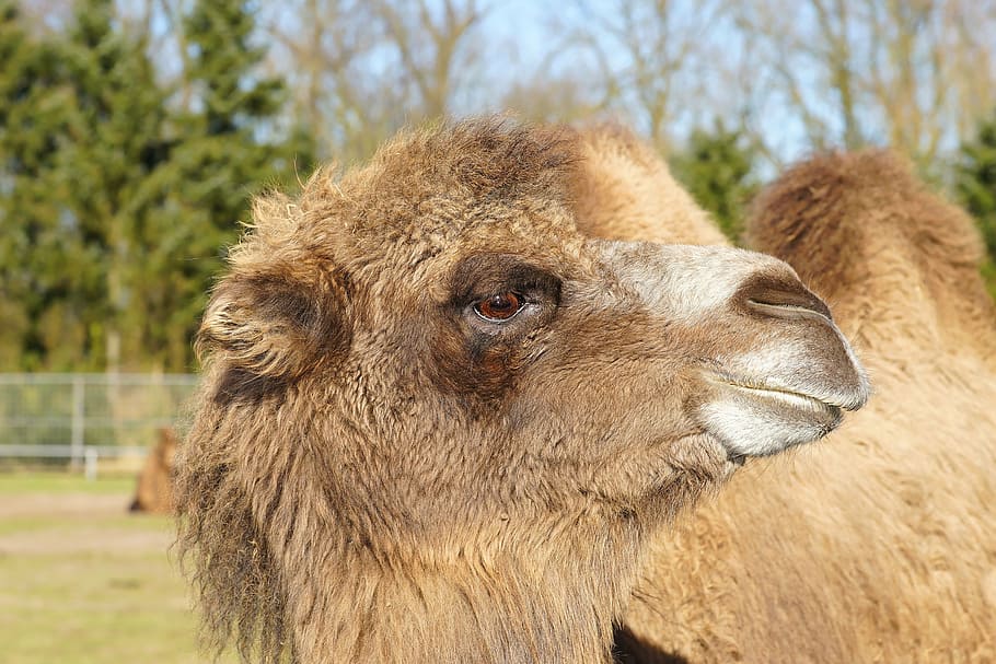 camel, brown, head, eye, fur, cute, face, furry, cheeky, portrait HD wallpaper