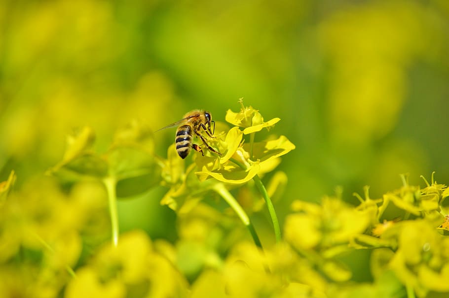 bee, insect, blossom, bloom, pollination, pollen, nectar, flower HD wallpaper