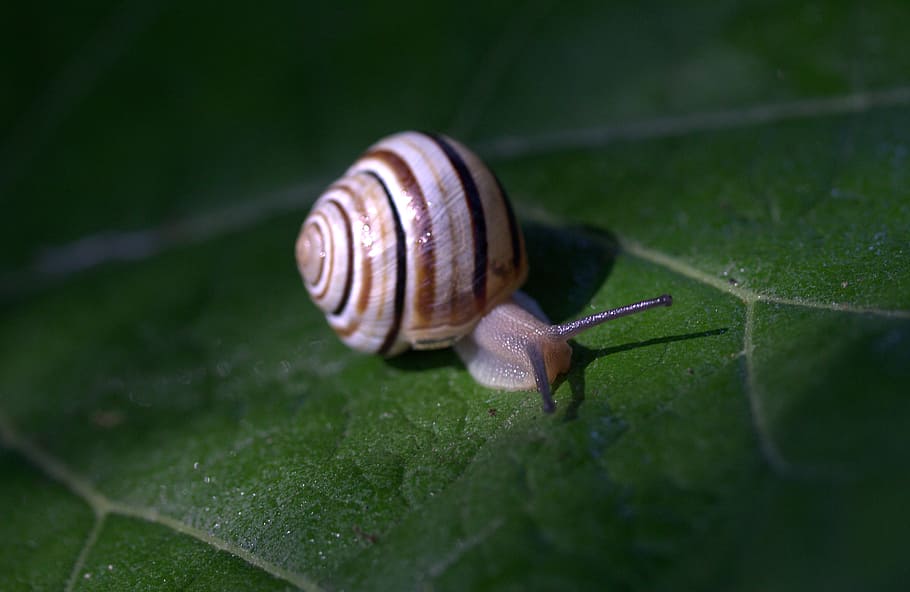 snail, leaf, wet, shell, light, nature, garden, animal, animal wildlife HD wallpaper