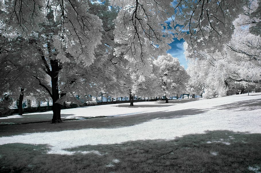 white leafed trees surrounded with grass fields, white trees HD wallpaper