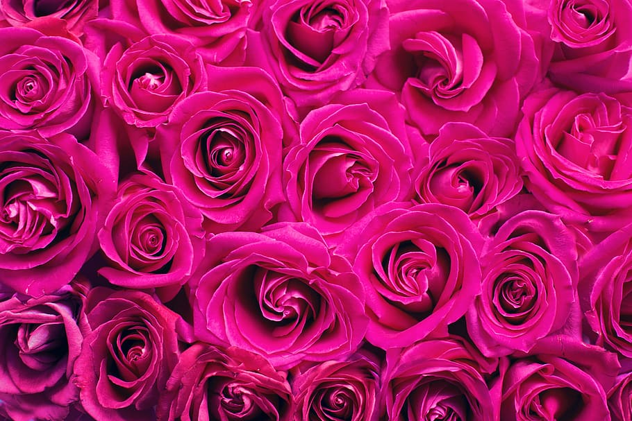 illustration photo of red roses, pink roses, background, backdrop, HD wallpaper