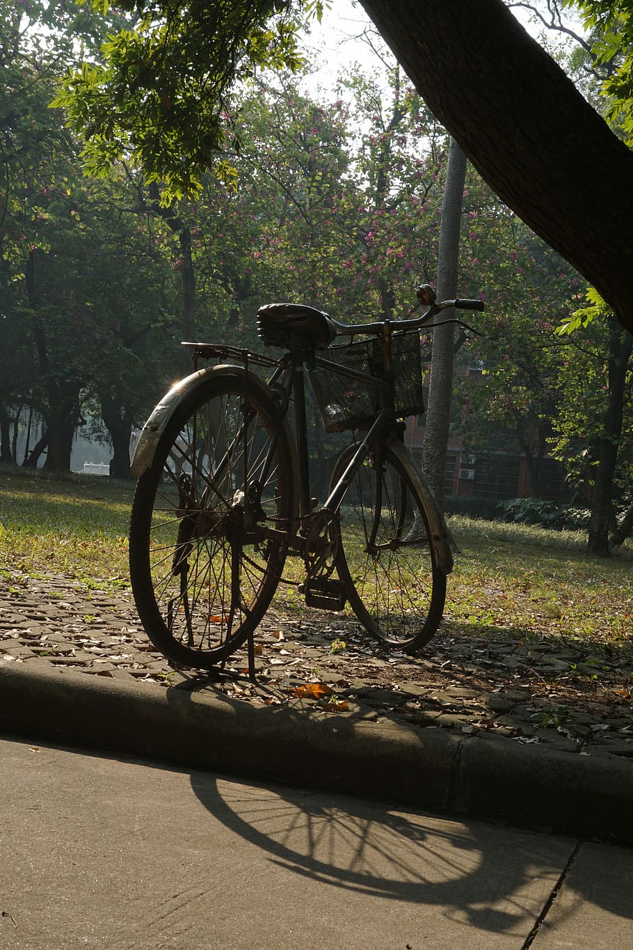 Small, Fresh, Campus, Bicycle, small fresh, tree, transportation HD wallpaper