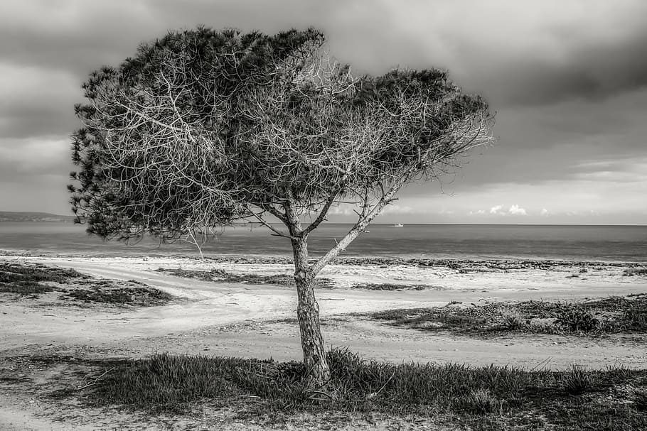 grayscale photo of tree near seashore, beach, sky, clouds, stormy HD wallpaper