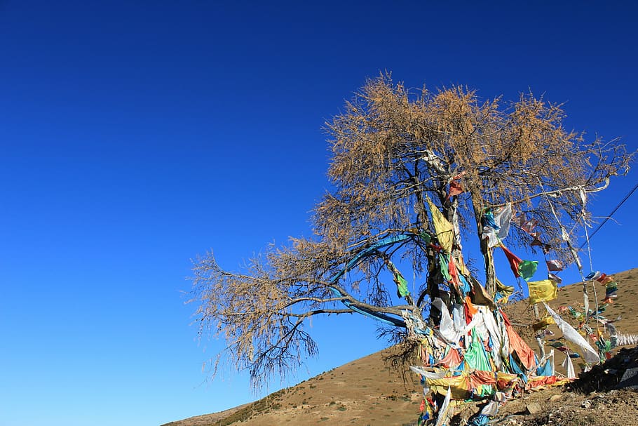 prayer flags, tree, in tibetan areas, blue, sky, plant, nature, HD wallpaper