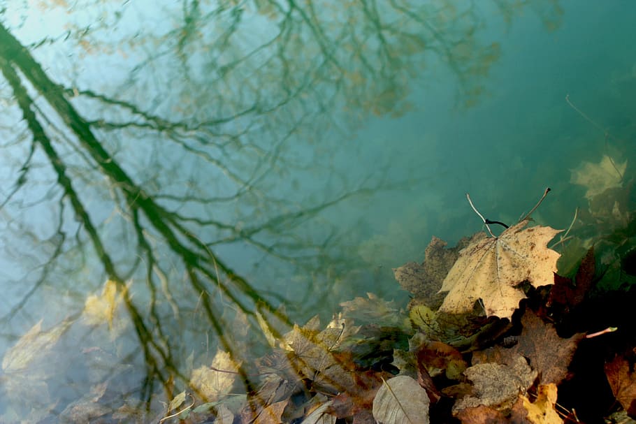 brown dry maple leaf, water, leaves, shadow, reflection, submerged HD wallpaper