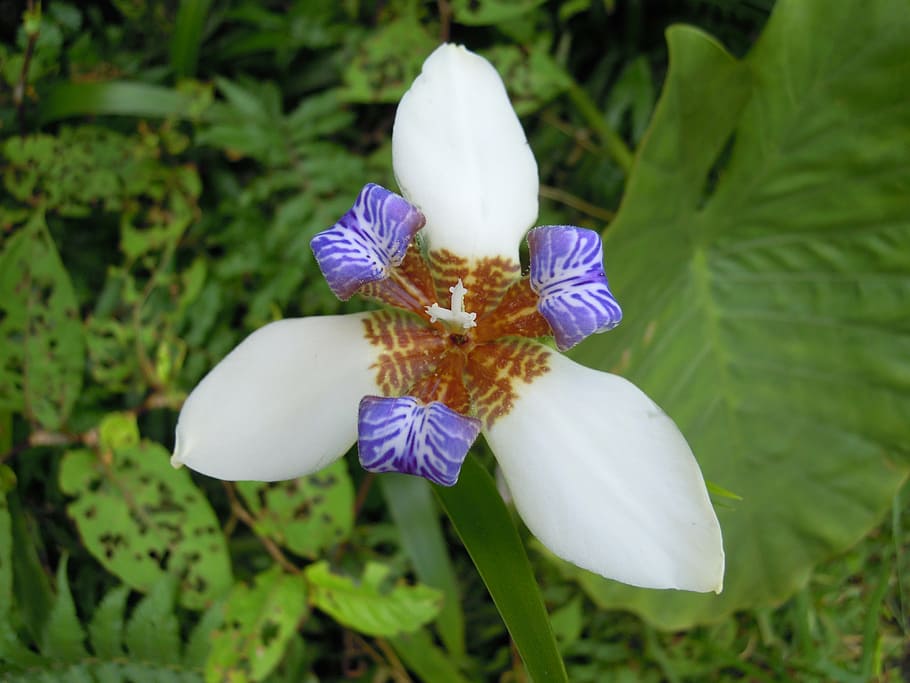 iris, flower, sun ming shan, spring, nature, plant, petal, flower Head HD wallpaper