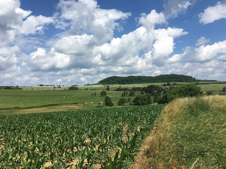 Corn, Clouds, Field, Cornfield, sky, nature, agriculture, summer HD wallpaper