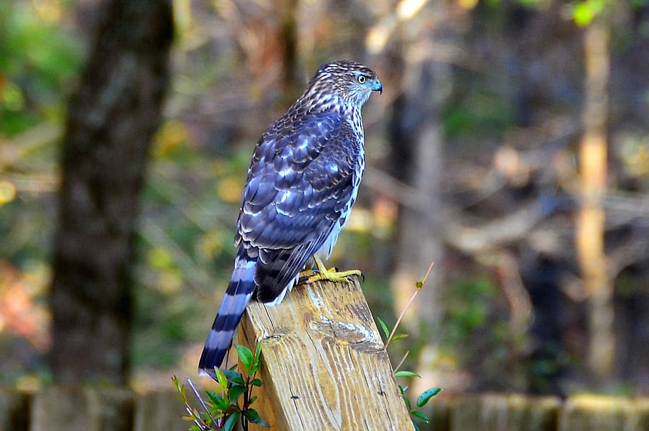 hawk, blue, georgia, bird, fly, wings, feather, wildlife, beak