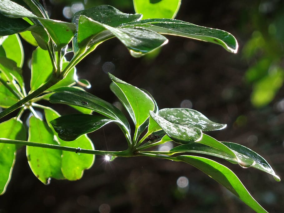 rain, details, nature, drop, light, plant part, leaf, growth HD wallpaper
