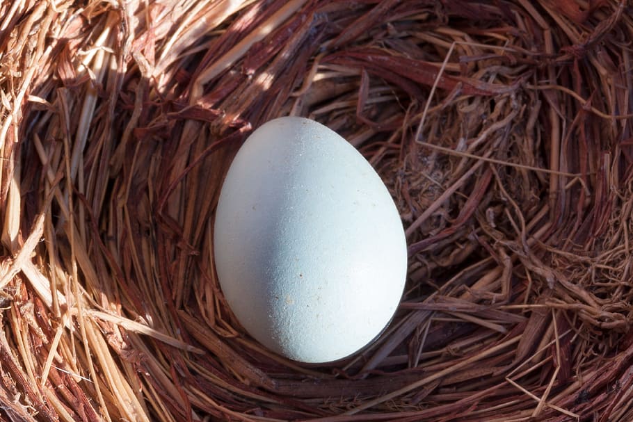white egg on nest, songbird, blackbird, spring, easter, easter egg, HD wallpaper