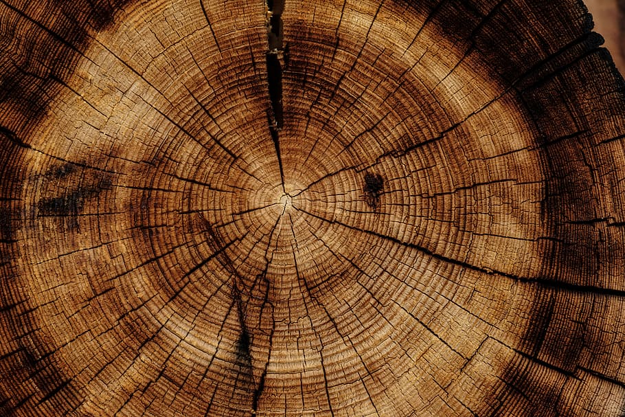 photo of brown wood slab, close up photo of wood stump, log, tree