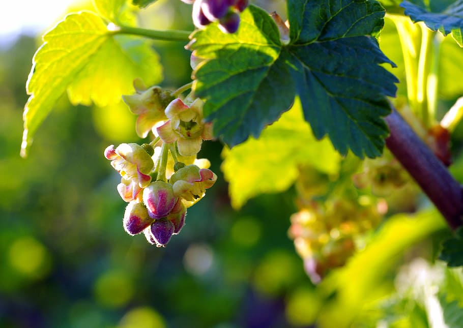 Flowers, Bloom, Black Currant, Closeup, macro photography, nature HD wallpaper