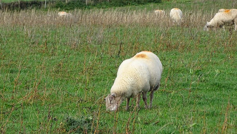 sheep, grass, field, animal themes, domestic animals, livestock HD wallpaper