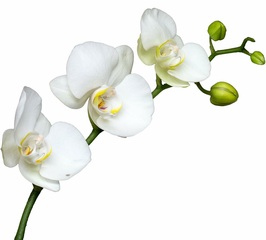 white flower, macro, orchid, bloom, white background, cut out HD wallpaper