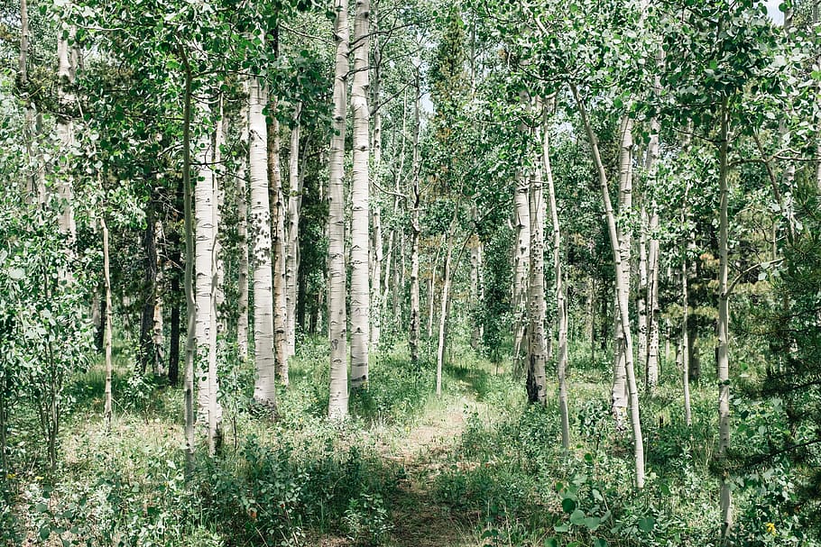green trees in forest during daytime, birch trees at daytime HD wallpaper