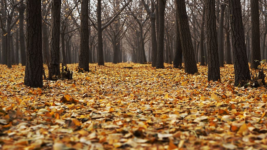 landscape of bald trees, tree leaves on the ground, low angle HD wallpaper