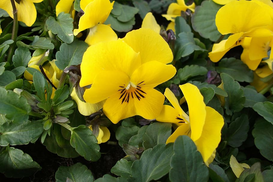 violet, flower, spring, nature, flowers, colorful, garden, yellow HD wallpaper