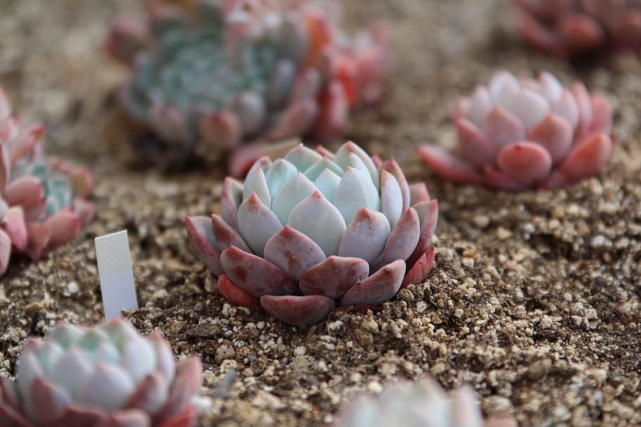 teal-and-red succulents planted on soil, a fleshy plant, fleshy in this, HD wallpaper