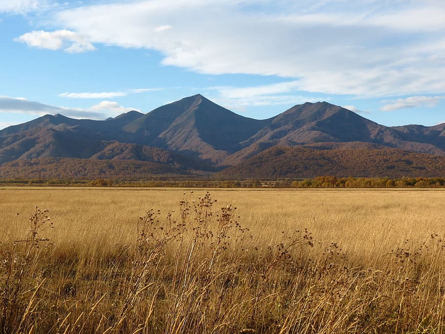 fields, late autumn, grass, mountains, forest, nature, landscape HD wallpaper