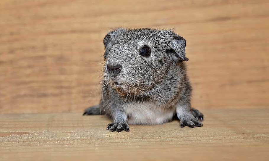 gray rodent on brown wooden surface, guinea pig, smooth hair, HD wallpaper