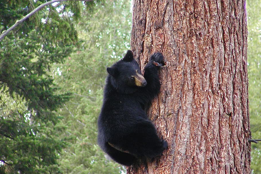black panda climbing on brown tree, bear, grizzly, trunk, animal HD wallpaper