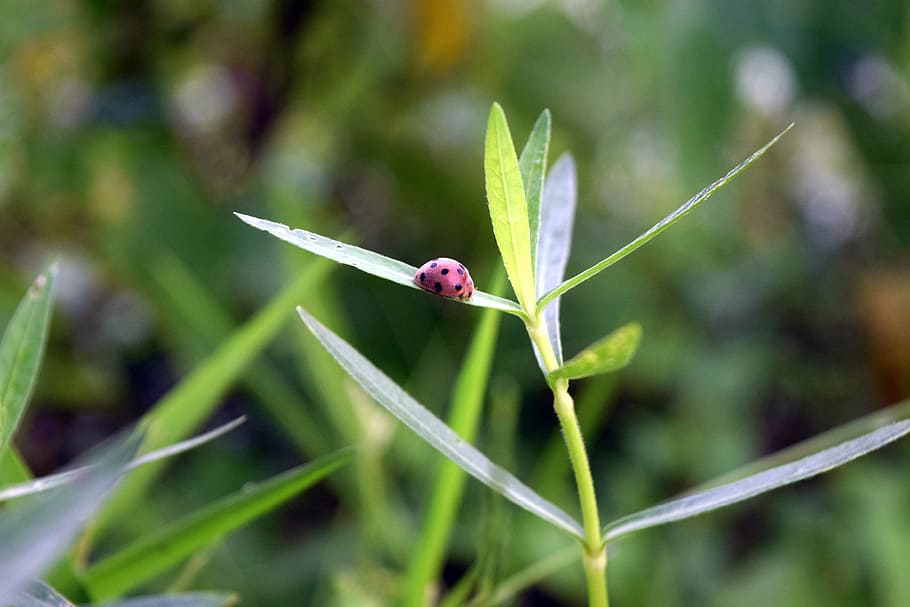 bug, grass, nature, insect, plant, small, macro, garden, animal themes HD wallpaper